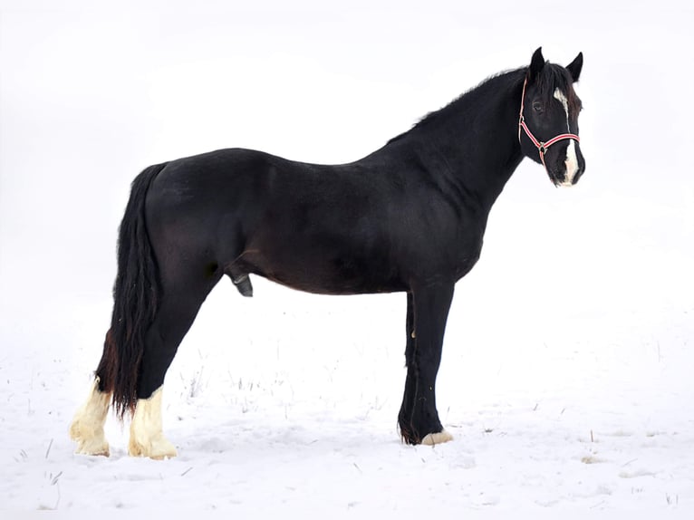 Welsh D (Cob) Stallion 9 years 14,3 hh Smoky-Black in Plzeň
