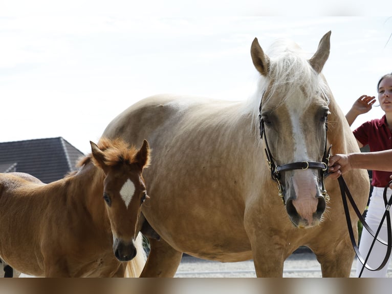 Welsh D (Cob) Stallion Foal (05/2024) 14,2 hh Chestnut in Stahnsdorf