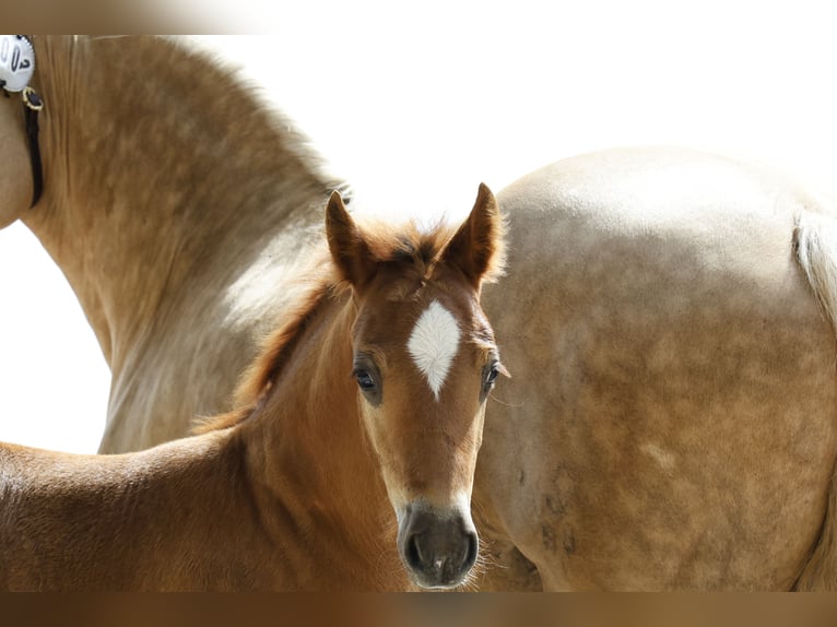 Welsh D (Cob) Stallion Foal (05/2024) 14,2 hh Chestnut in Stahnsdorf