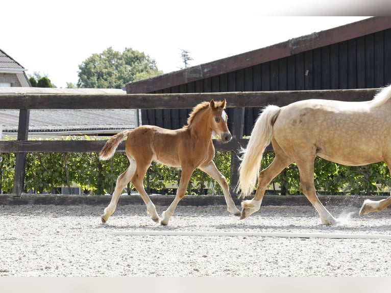 Welsh D (Cob) Stallion Foal (05/2024) 14,2 hh Chestnut in Stahnsdorf