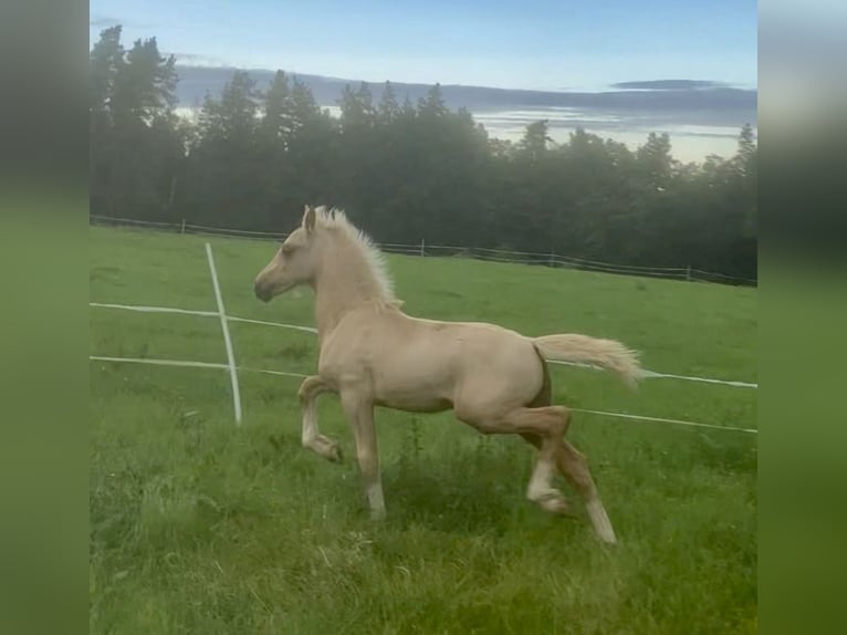 Welsh D (Cob) Stallion Foal (06/2023) 15 hh Palomino in Langenwetzendorf