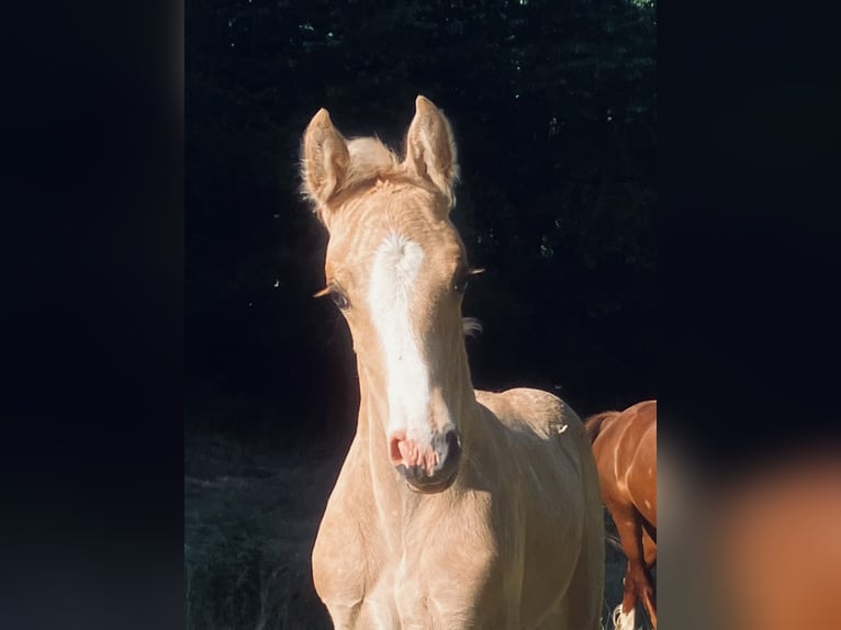 Welsh D (Cob) Stallion Foal (06/2023) 15 hh Palomino in Langenwetzendorf