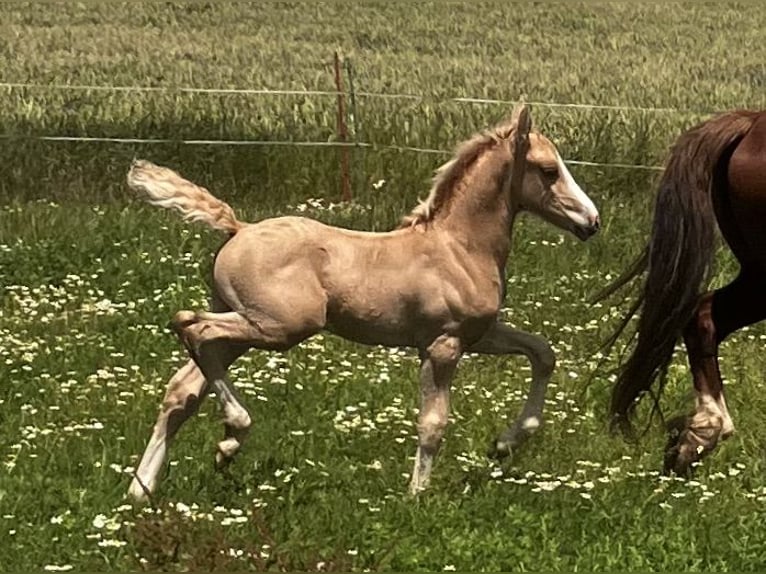 Welsh D (Cob) Stallion Foal (06/2023) 15 hh Palomino in Langenwetzendorf