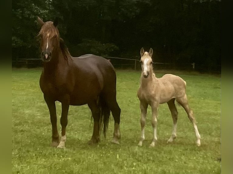 Welsh D (Cob) Stallion Foal (06/2023) 15 hh Palomino in Langenwetzendorf