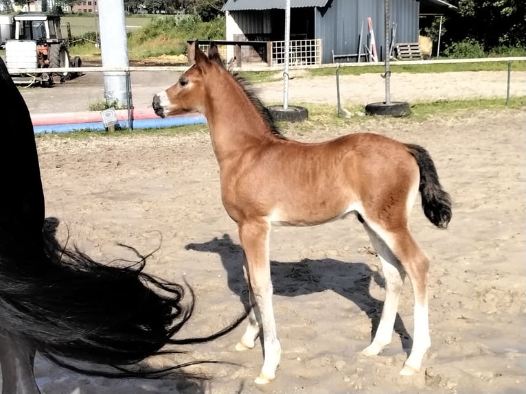 Welsh D (Cob) Stallion Foal (05/2024) Brown in Geldern