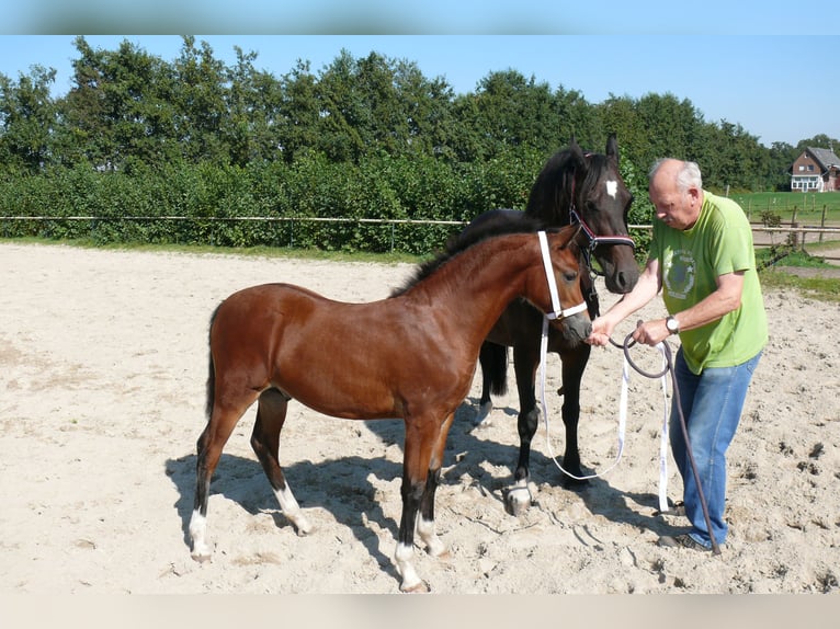 Welsh D (Cob) Stallion Foal (05/2024) Brown in Geldern