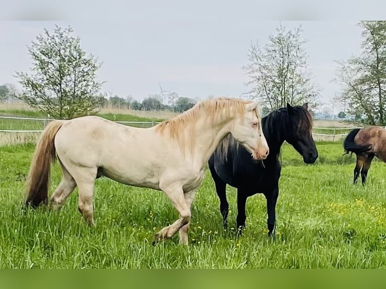 Welsh D (Cob) Stallion Perlino in Itzehoe