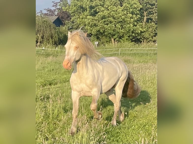 Welsh D (Cob) Stallion Perlino in Itzehoe