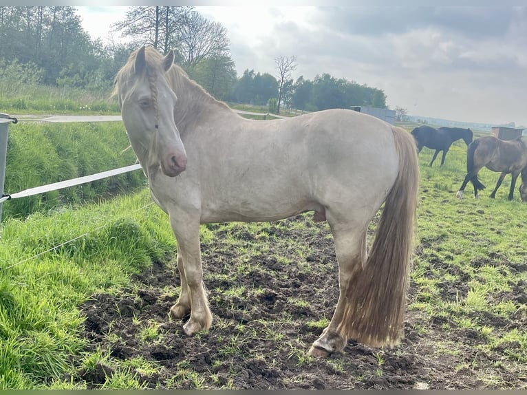 Welsh D (Cob) Stallion Perlino in Itzehoe