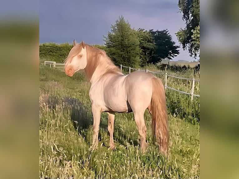 Welsh D (Cob) Stallion Perlino in Itzehoe