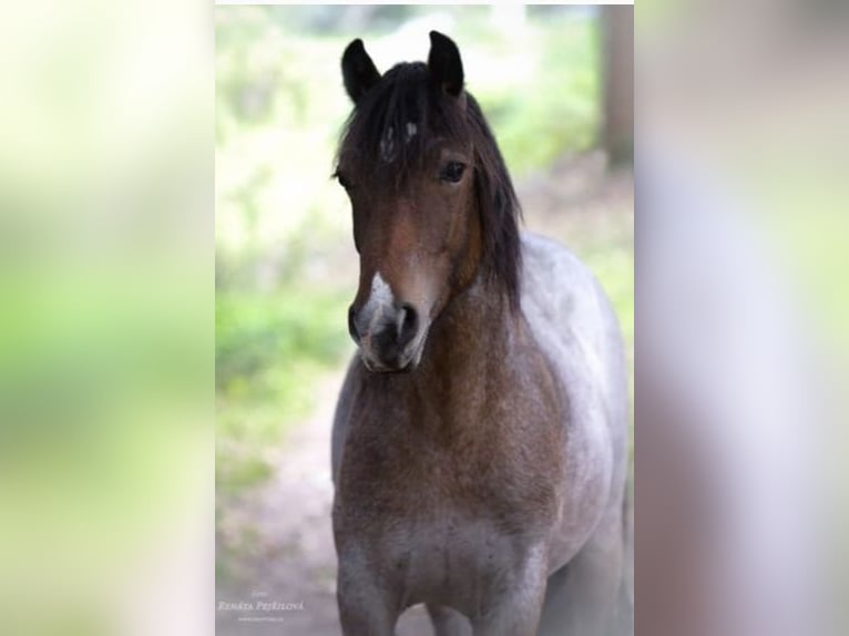 Welsh D (Cob) Stallion Roan-Bay in Wilster