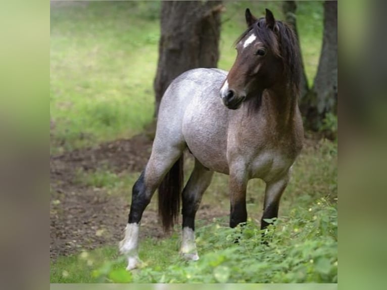 Welsh D (Cob) Stallion Roan-Bay in Wilster