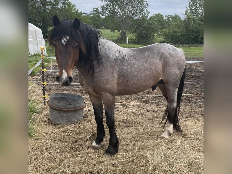 Welsh D (Cob) Stallion Roan-Bay in Wilster