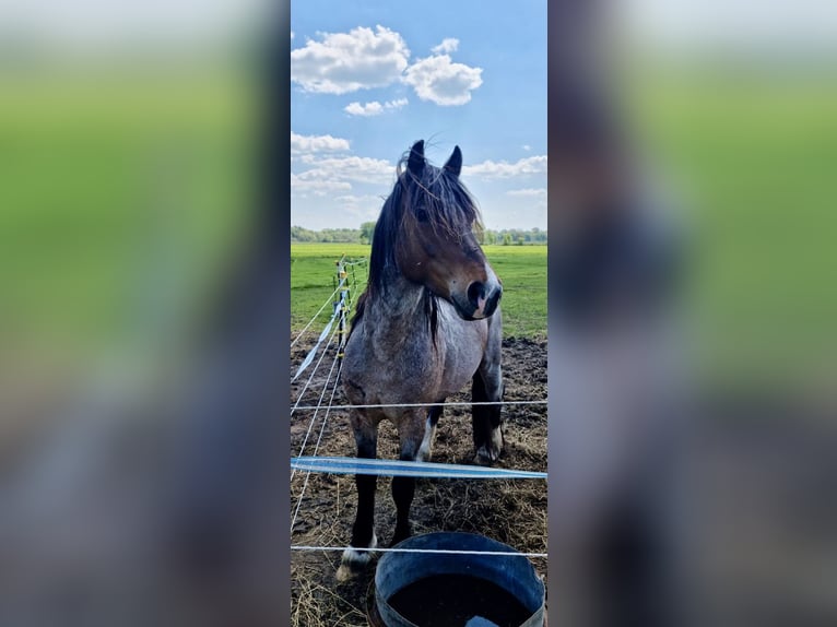 Welsh D (Cob) Stallion Roan-Bay in Wilster