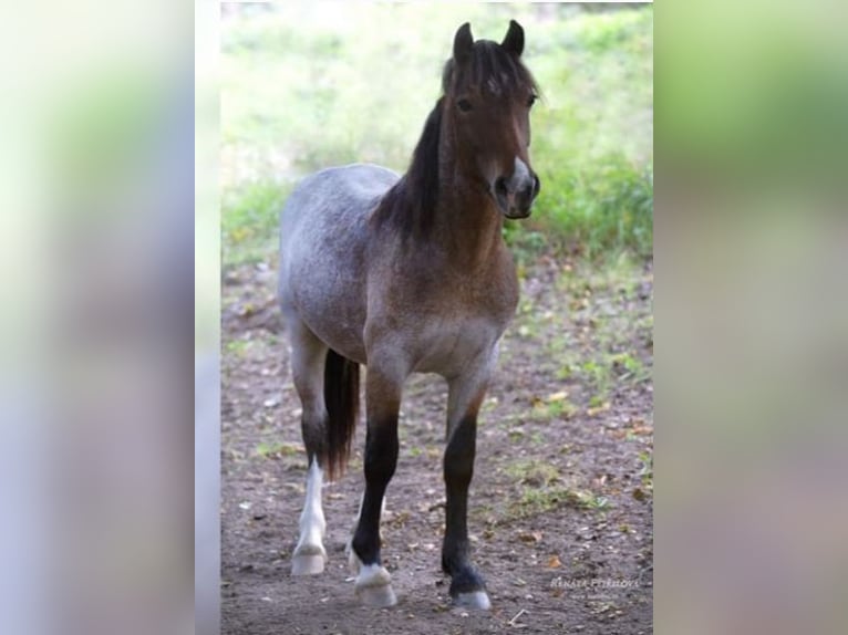 Welsh D (Cob) Stallion Roan-Bay in Wilster