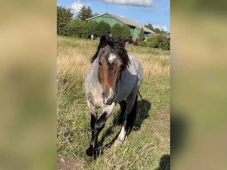 Welsh D (Cob) Stallion Roan-Bay in Wilster