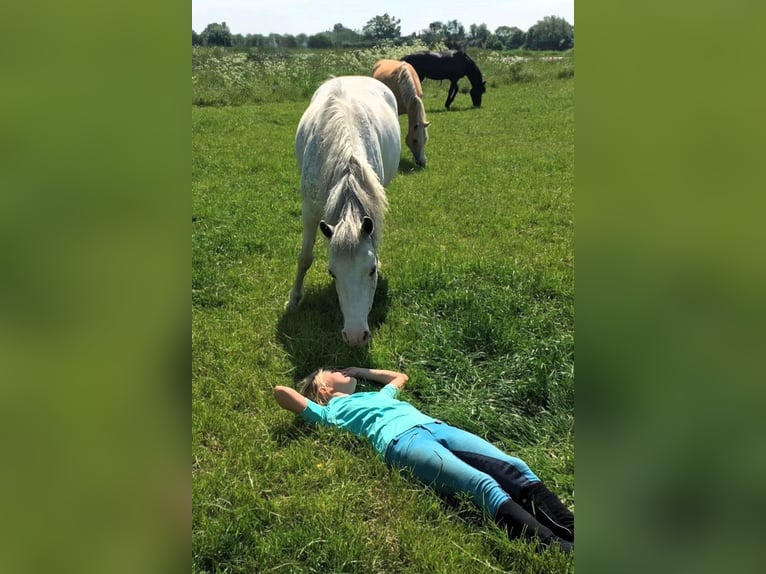 Welsh D (Cob) Blandning Sto 11 år 143 cm Perlino in Blekendorf