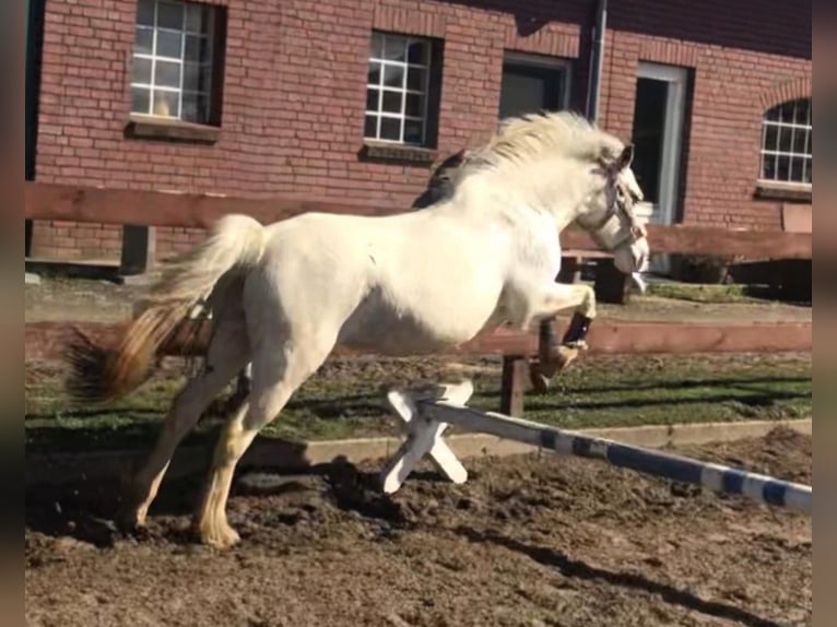 Welsh D (Cob) Blandning Sto 11 år 143 cm Perlino in Blekendorf