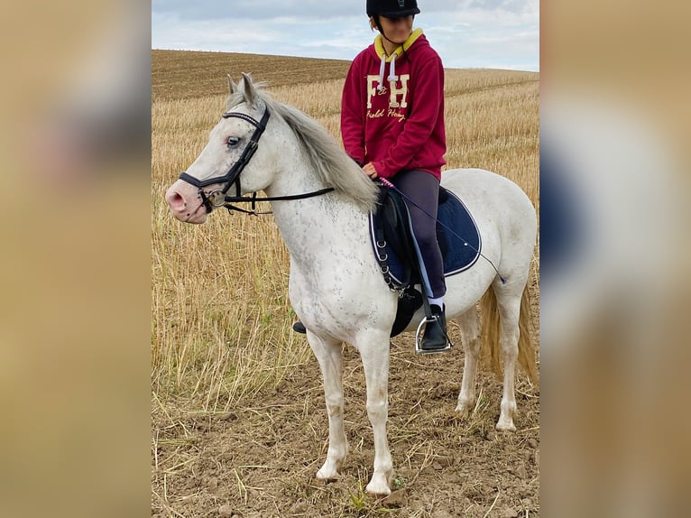 Welsh D (Cob) Blandning Sto 11 år 143 cm Perlino in Blekendorf