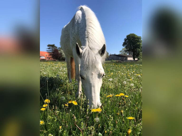 Welsh D (Cob) Blandning Sto 11 år 143 cm Perlino in Blekendorf