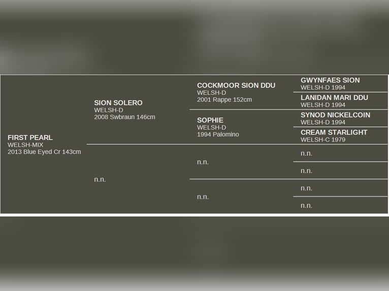 Welsh D (Cob) Blandning Sto 11 år 143 cm Perlino in Blekendorf