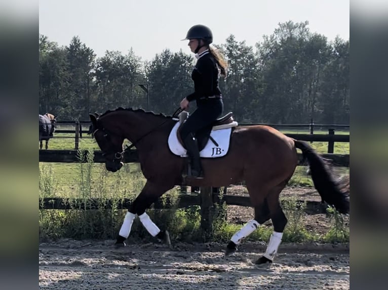 Welsh D (Cob) Sto 12 år 147 cm Mörkbrun in Harkema