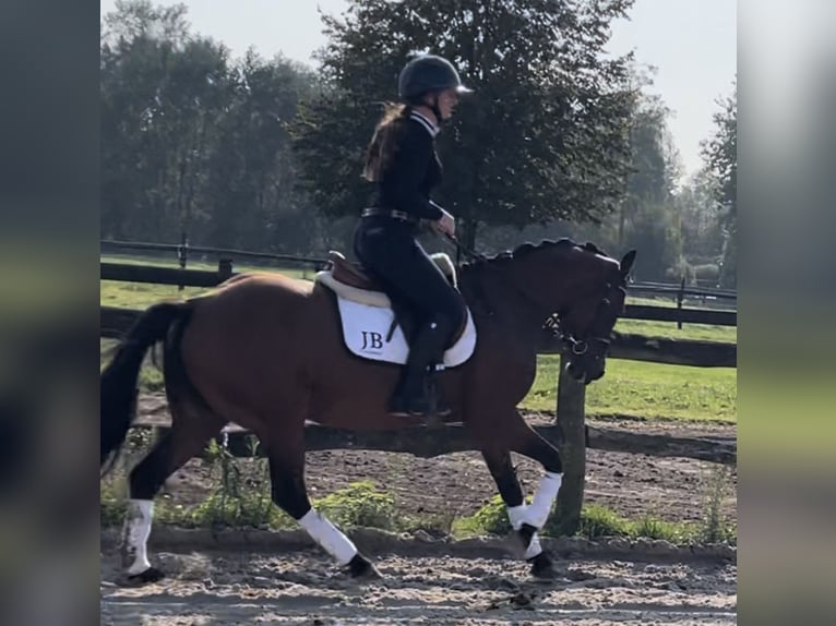 Welsh D (Cob) Sto 12 år 147 cm Mörkbrun in Harkema