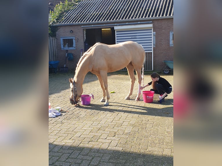 Welsh D (Cob) Sto 17 år 148 cm Palomino in Huissen