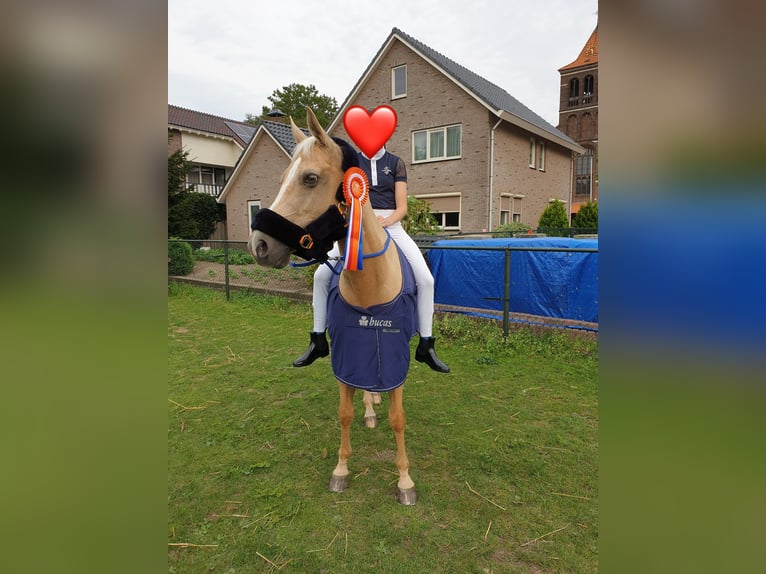 Welsh D (Cob) Sto 17 år 148 cm Palomino in Huissen