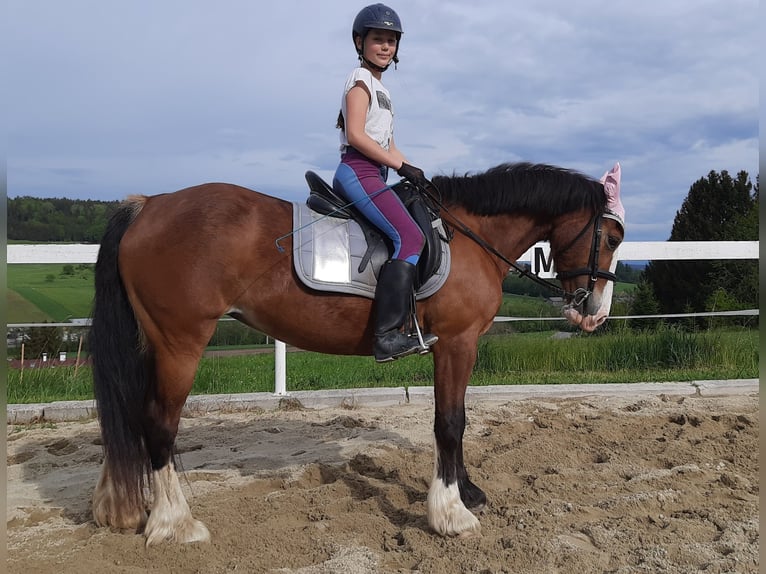 Welsh D (Cob) Sto 18 år 144 cm Brun in Ampflwang