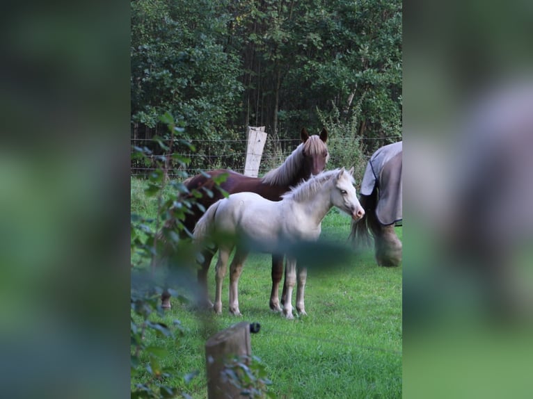 Welsh D (Cob) Sto 1 år 135 cm Palomino in Celle