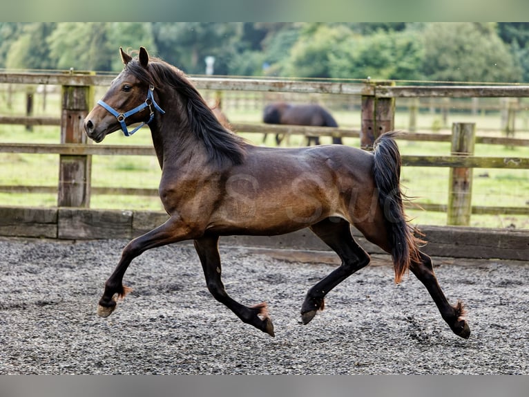 Welsh D (Cob) Sto 2 år 155 cm Mörkbrun in Meerbusch