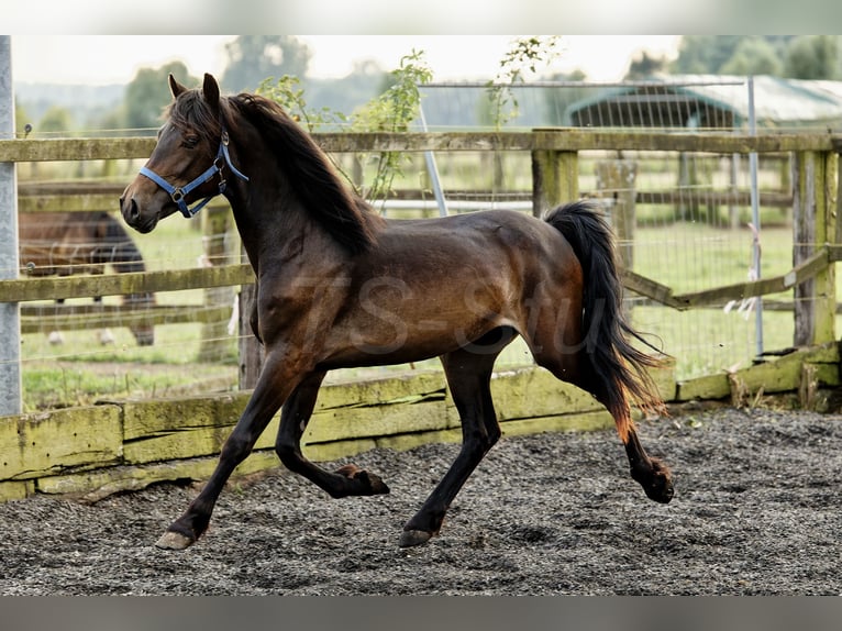 Welsh D (Cob) Sto 2 år 155 cm Mörkbrun in Meerbusch