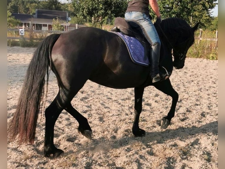 Welsh D (Cob) Sto 3 år 150 cm Svart in Derwitz