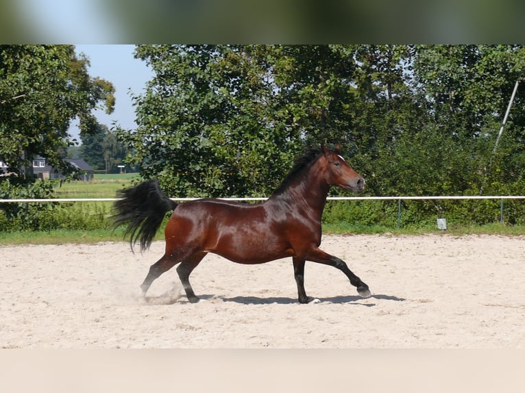 Welsh D (Cob) Sto 5 år Brun in Geldern