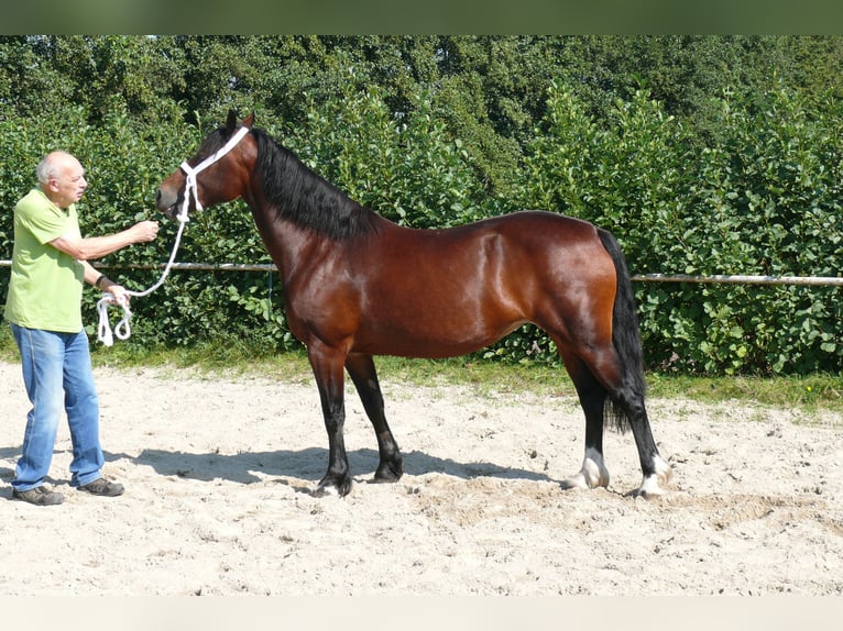 Welsh D (Cob) Sto 5 år Brun in Geldern