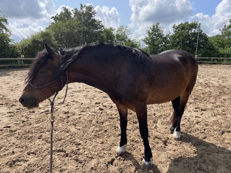 Welsh D (Cob) Sto 7 år 152 cm in Glüsing