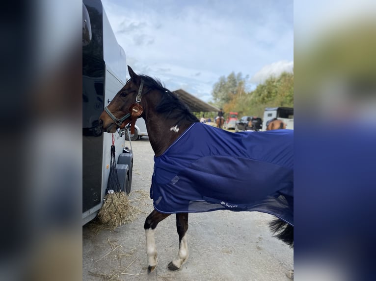 Welsh D (Cob) Blandning Valack 10 år 143 cm Brun in Lembeke