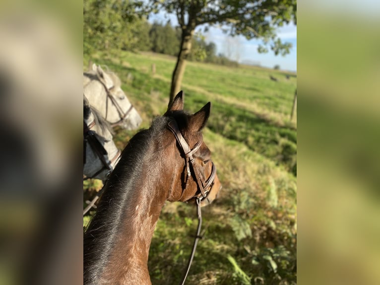 Welsh D (Cob) Blandning Valack 10 år 143 cm Brun in Lembeke