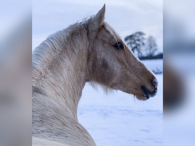 Welsh D (Cob) Valack 10 år 152 cm Palomino in Oyten