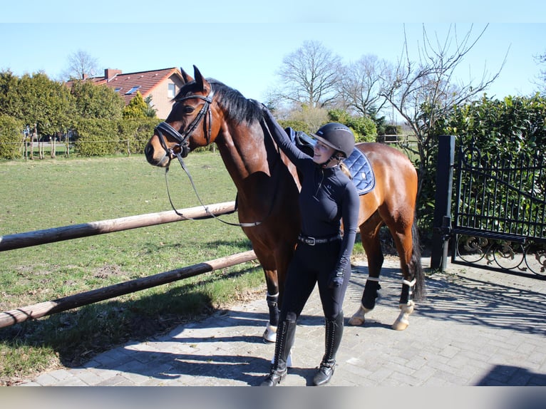 Welsh D (Cob) Valack 10 år 156 cm Brun in Rhede