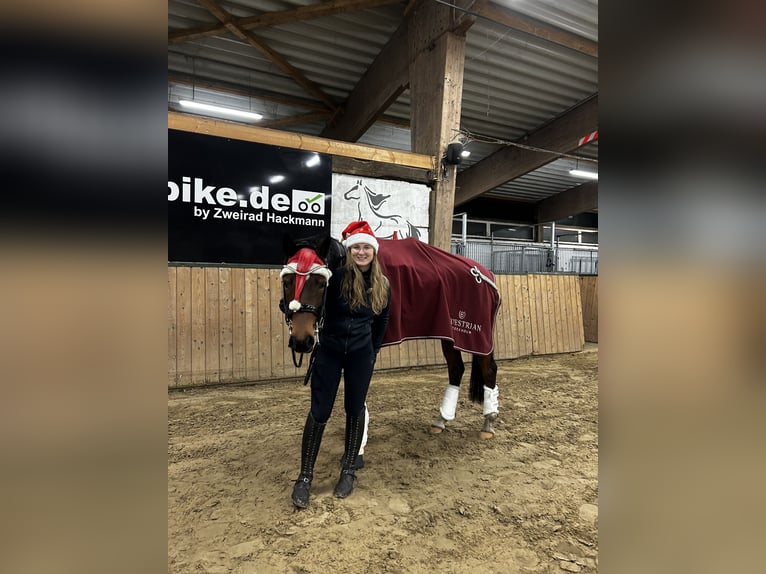 Welsh D (Cob) Valack 10 år 156 cm Brun in Rhede