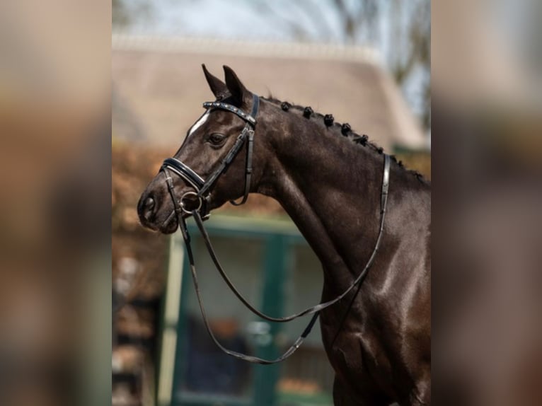 Welsh D (Cob) Valack 11 år 146 cm Rökfärgad svart in Den Dungen