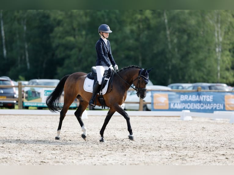 Welsh D (Cob) Valack 11 år 148 cm Mörkbrun in Uden