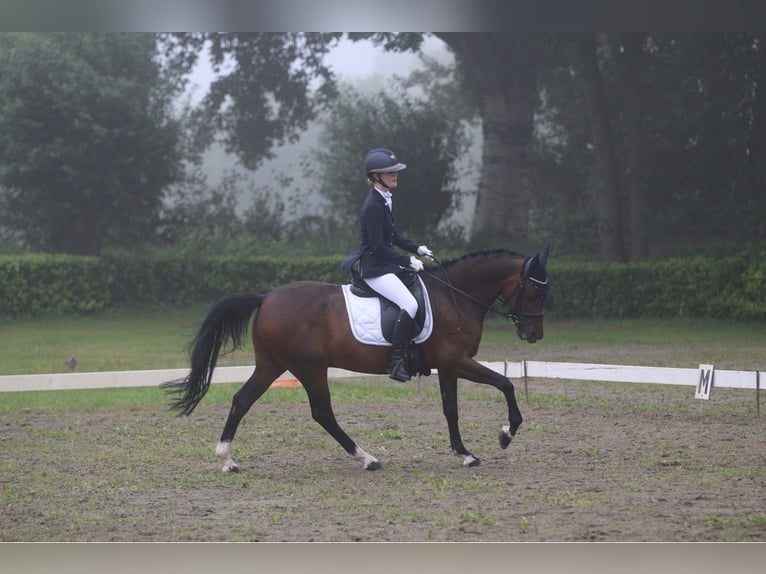 Welsh D (Cob) Valack 11 år 148 cm Mörkbrun in Uden