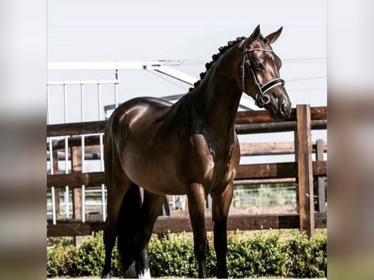 Welsh D (Cob) Valack 11 år 148 cm Mörkbrun in Uden