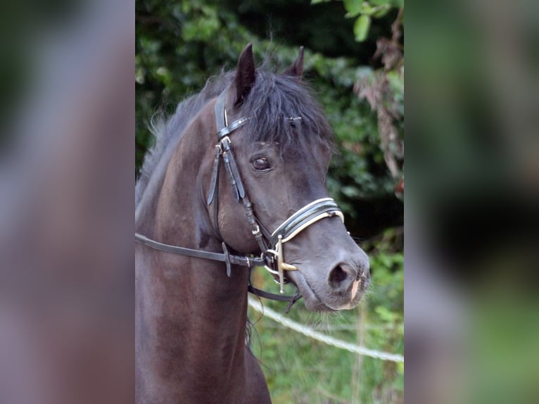 Welsh D (Cob) Valack 12 år 147 cm Svart in Neumünster