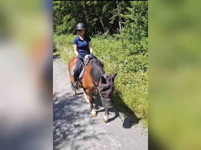 Welsh D (Cob) Valack 12 år 155 cm Brun in Sindelfingen