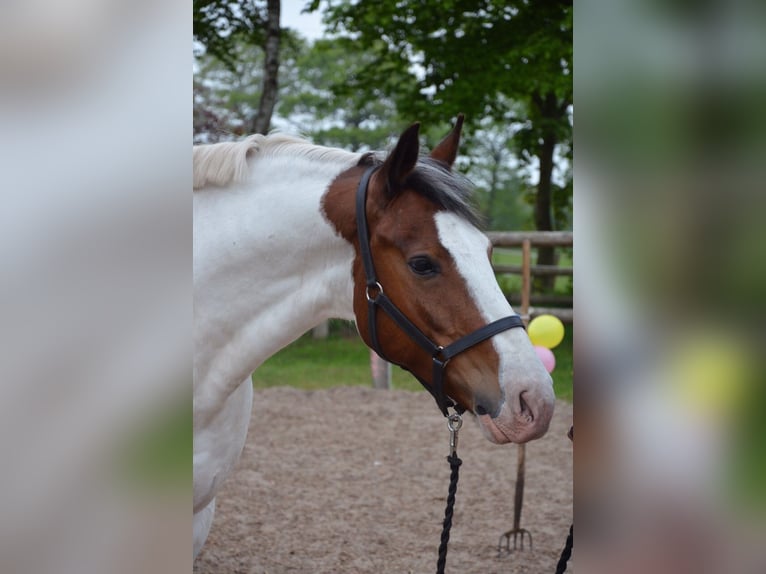 Welsh D (Cob) Blandning Valack 17 år 160 cm Pinto in Bimöhlen