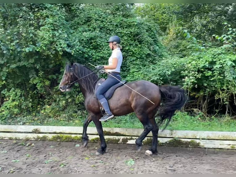 Welsh D (Cob) Valack 21 år 140 cm Brun in Hamburg Lemsahl-Mellingstedt